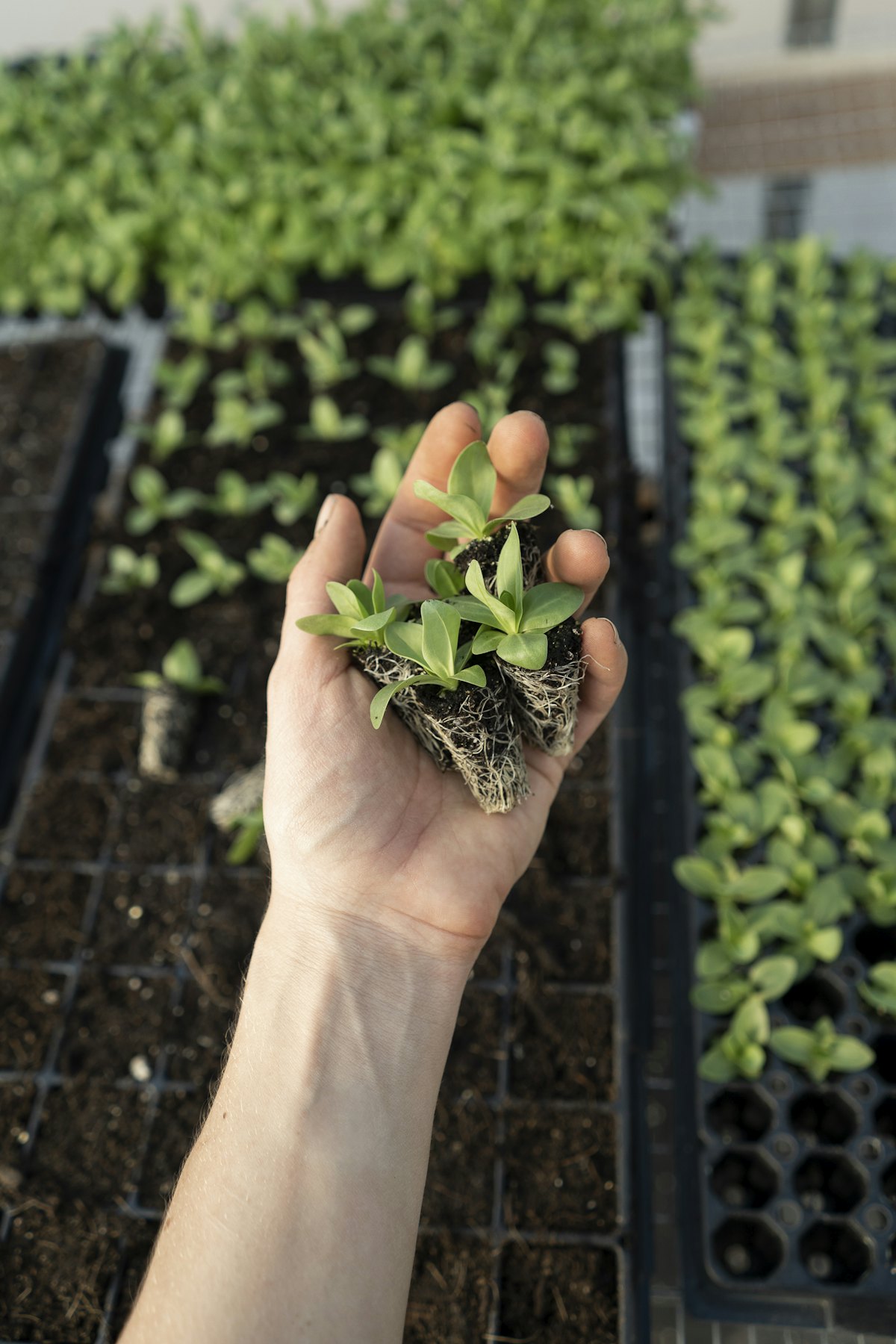 Manejo biológico em cultivo